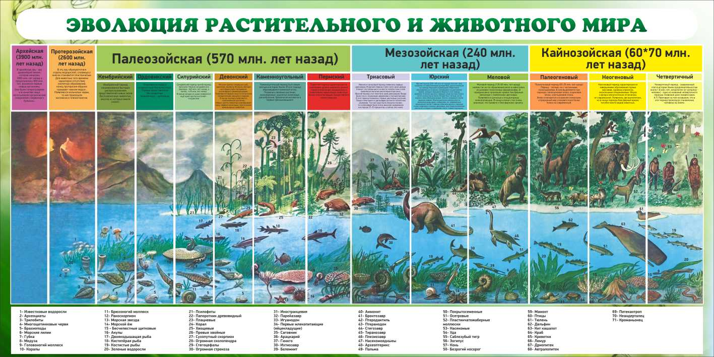 Эволюция растительного и животного мира в Биробиджане